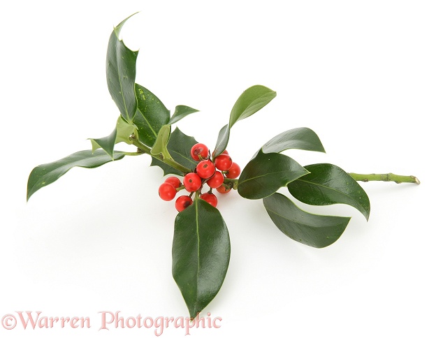 Sprig of Holly with berries, white background