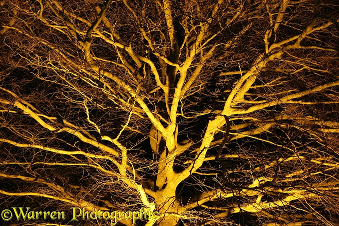 Floodlit beech tree.  Devon, England