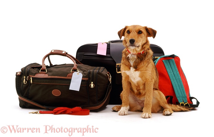 Lakeland Terrier x Border Collie bitch, Bess, waiting hopefully beside some holiday luggage, white background
