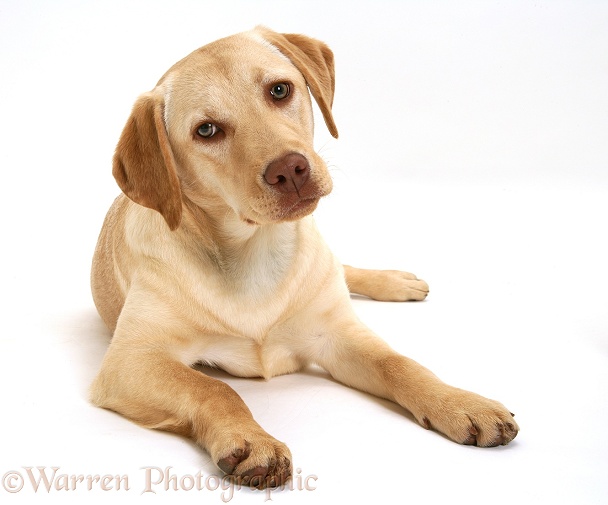 Young yellow Labrador Retriever, Millie, 7 months old, lying with head up, white background