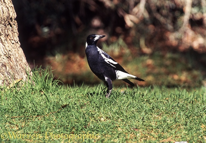 Western Magpie (Gymnorhina dorsalis).  Western Australia