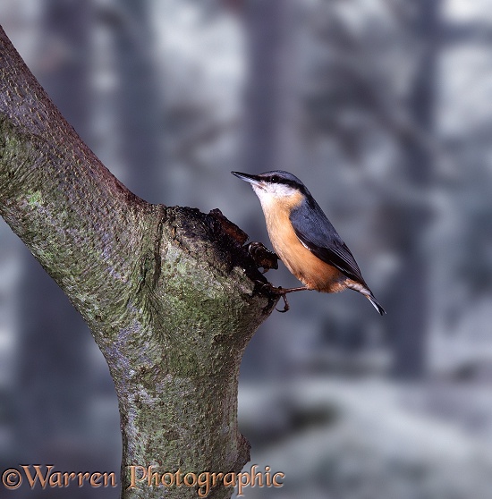 Nuthatch (Sitta europaea) investigating a tree hole.  Europe & Asia