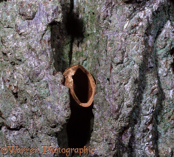 Hazel nut wedged in a crack in oak bark by a Nuthatch (Sitta europaea).  Europe & Asia