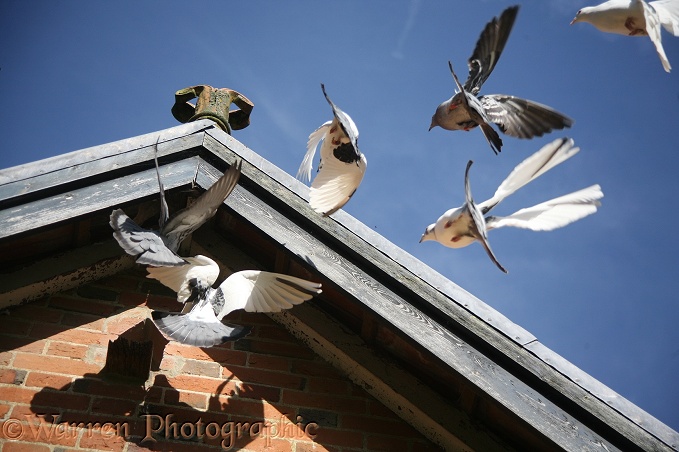 Street Pigeon (Columba livia) flock returning to roost in the roof of an outhouse.  Worldwide