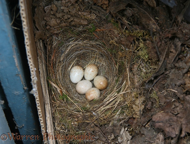 European Robin (Erithacus rubecula) nest in an old cardboard box.  Europe