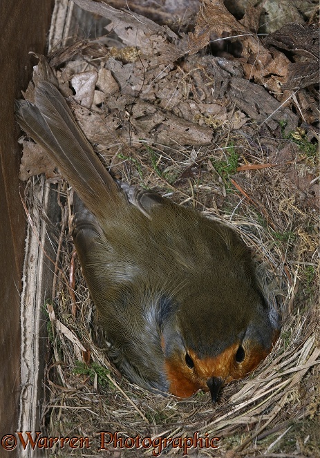 European Robin (Erithacus rubecula) incubating on nest in an old cardboard box.  Europe
