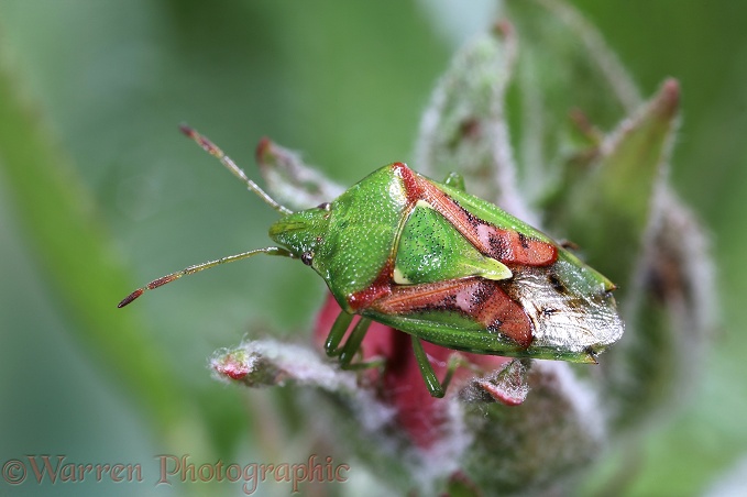 Juniper Shield Bug (Cyphostethus tristriatus) after emergence in early spring.  Europe