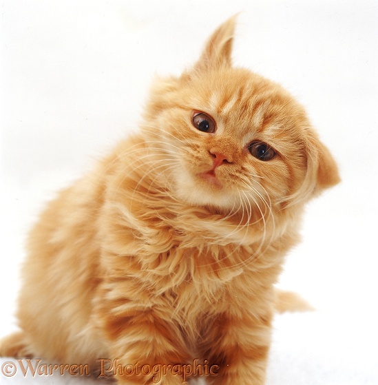 Ginger kitten shaking his head, white background