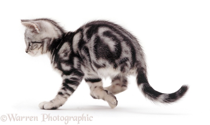 Three-legged amputee silver tabby kitten, 12 weeks old, white background