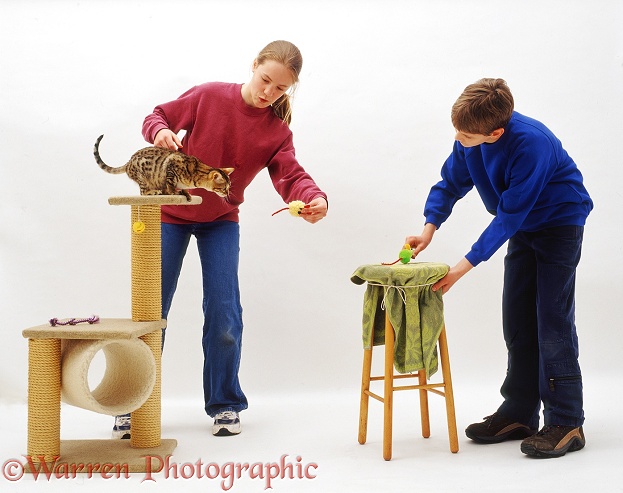 Emily (14) and her brother Joseph (12) teaching Brown Spotted Bengal catten to jump across on command, white background