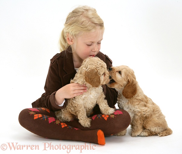 Siena (5) with Cockapoo puppies, white background