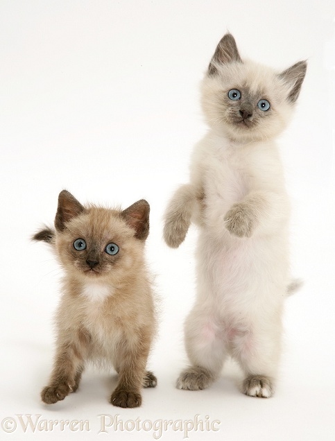 Blue-point Birman-cross kitten standing up, white background