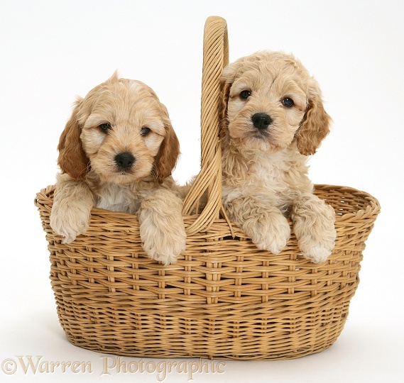 American Cockapoo puppies in a basket, white background
