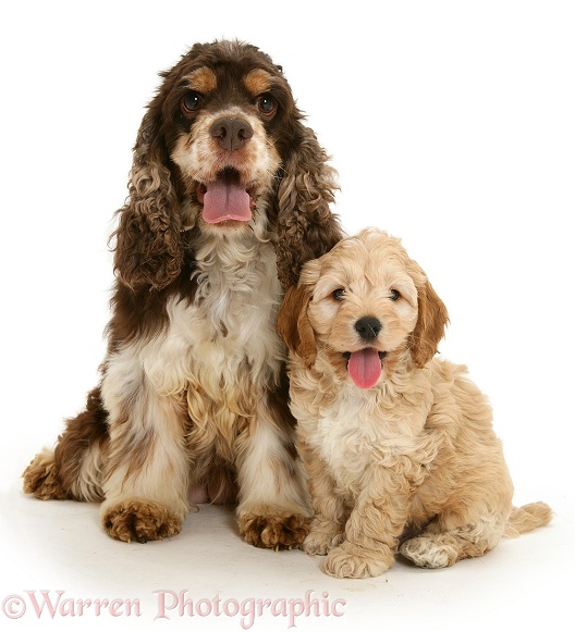 American Cocker Spaniel mother with Cockapoo puppy, white background