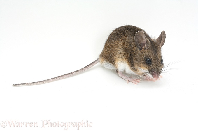 Long-tailed Field Mouse (Apodemus sylvaticus).  Europe & Asia, white background