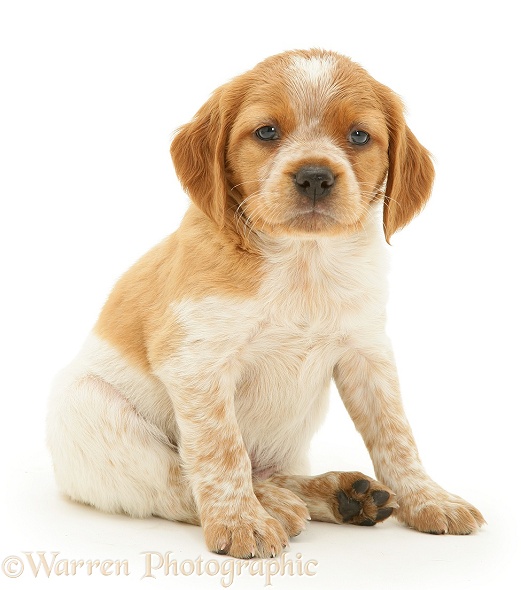Brittany Spaniel pup, white background