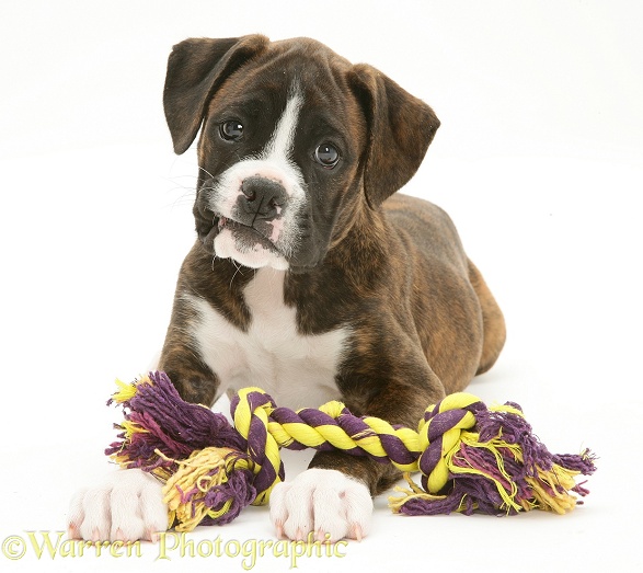 Brindle Boxer pup, Lily, 9 weeks old, with ragger, white background