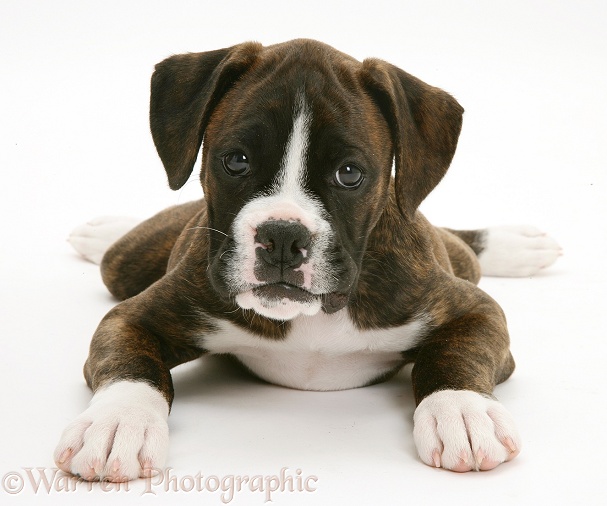 Brindle Boxer pup, Lily, 9 weeks old, white background