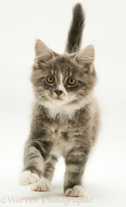 Maine Coon kitten, white background