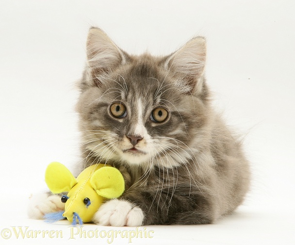 Grey tabby Maine Coon kitten with a catnip mouse toy, white background