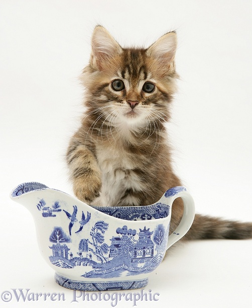 Brown tabby Maine Coon kitten with a willow pattern china gravy boat, white background