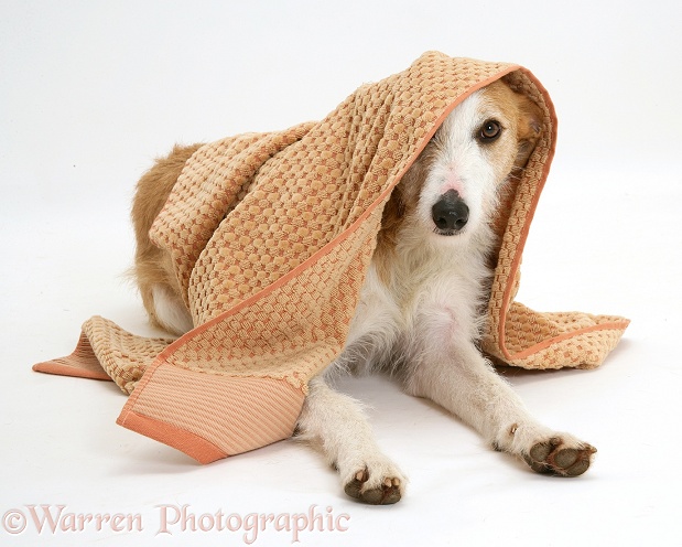 Lurcher dog, Kipling, peering out from under a towel, white background