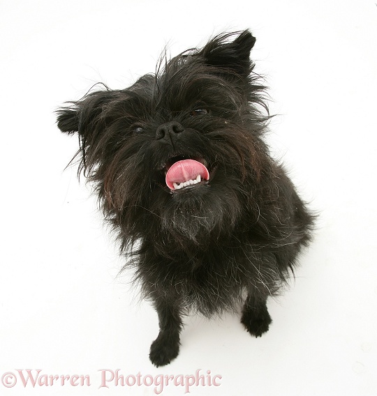 Affenpinscher, white background