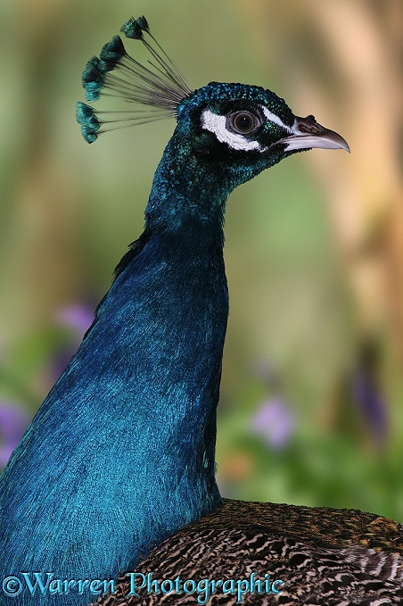 Peacock (Pavo cristatus) portrait.  Worldwide
