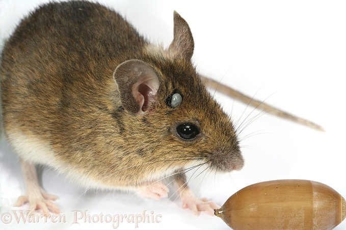 Long-tailed Field Mouse (Apodemus sylvaticus) carrying an engorged tick (Ixodes species) on its head.  Europe & Asia, white background