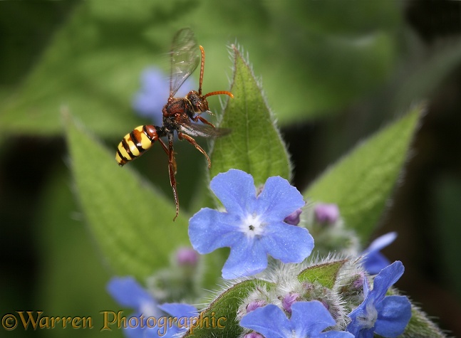 Cuckoo Bee (Nomada fulvicornis) flying up from Green Alkanet (Pentaglottis sempervirens).  Europe