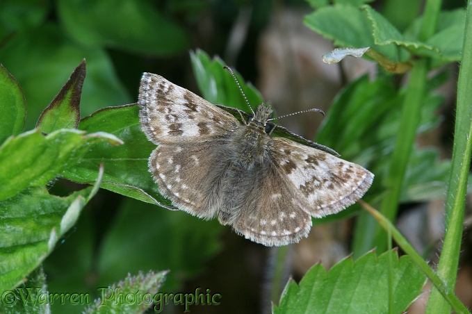 Dingy Skipper (Erynnis tages) basking.  Europe