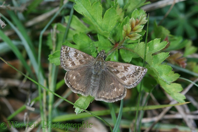 Dingy Skipper (Erynnis tages) basking.  Europe