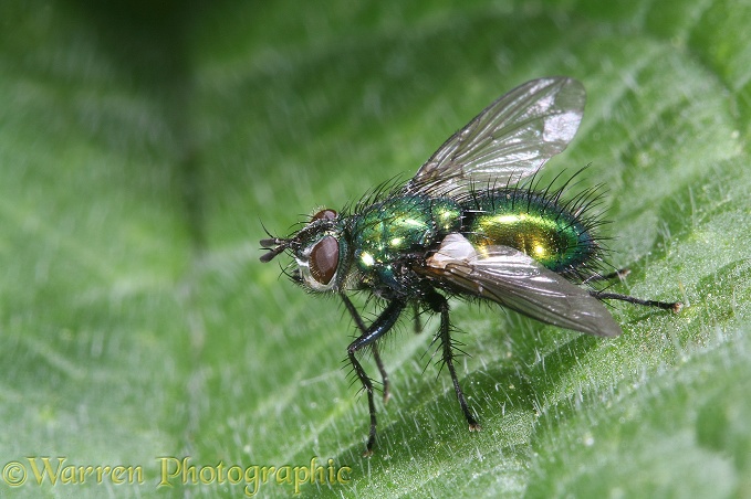 Greenbottle Fly (Lucilia sp) female