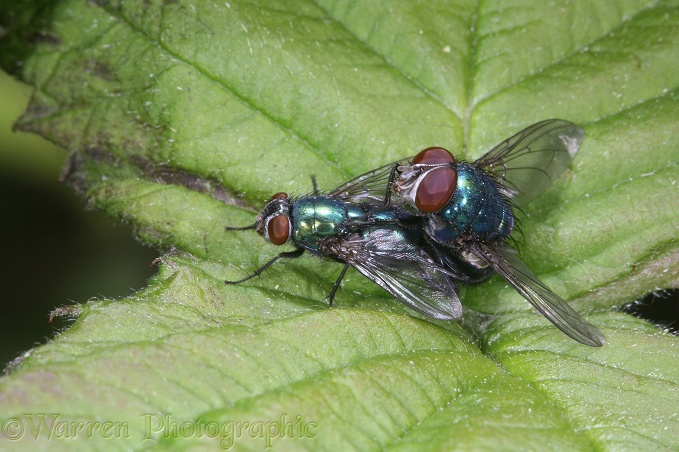 Greenbottle Fly (Lucilia sp) mating pair showing comparatively larger eyes of male