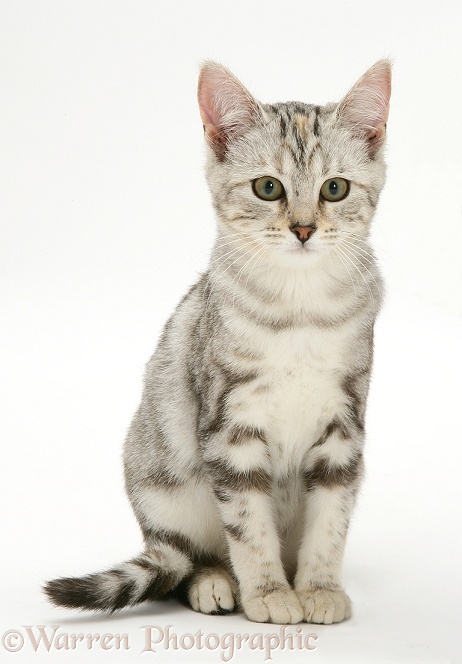 Silver tabby cat, Joan, white background