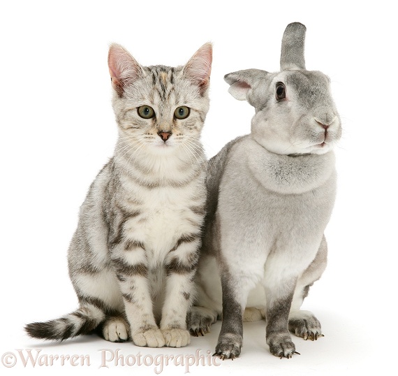 Silver tabby cat, Joan, and silver rabbit, white background