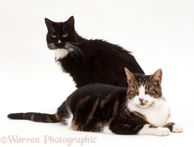 Neutered male cats Blackie and Leo, white background