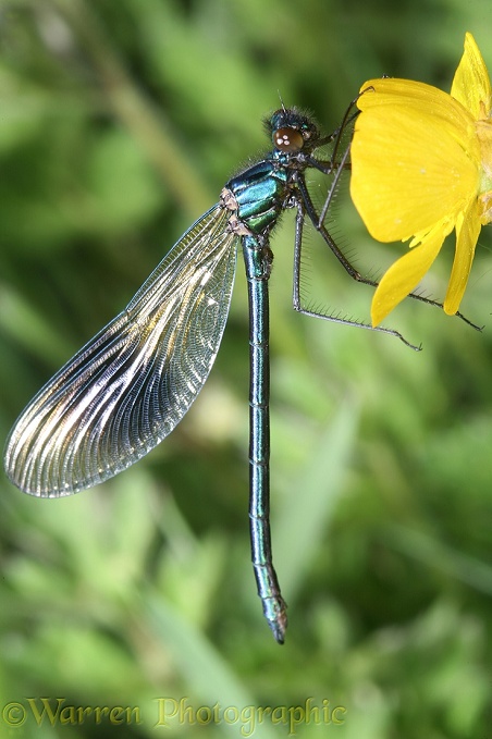 Banded Agrion Damselfly (Agrion splendens) newly emerged male.  Europe