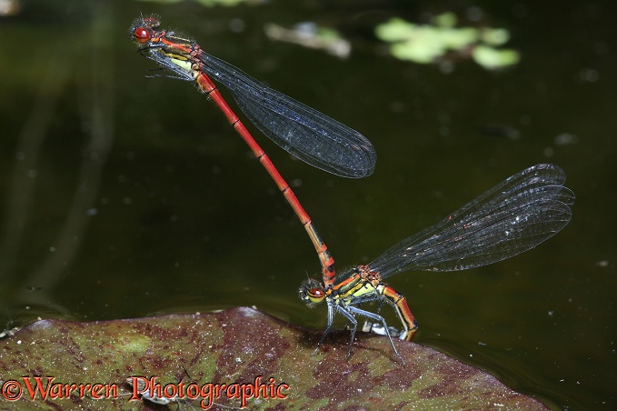 Large Red Damselfly (Pyrrhosoma nymphula) pair in tandem while female lays eggs beneath a lily leaf.  Europe