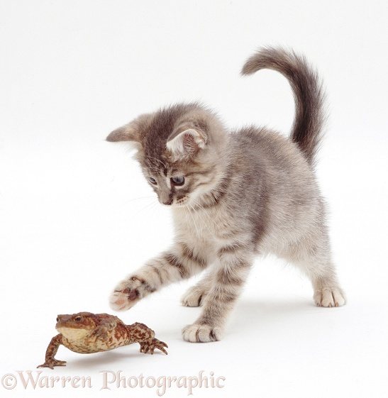 Blue tabby kitten playing with a toad, white background
