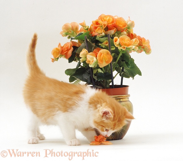 Ginger-and-white kitten about to eat a fallen begonia flower, white background