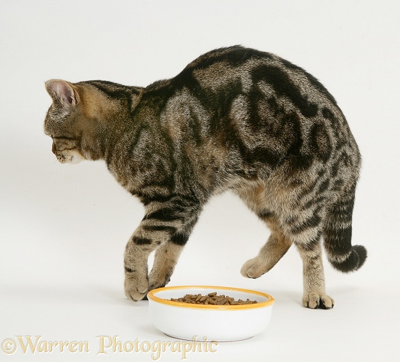 Brown tabby cat, Tiger Lily, not interested in food, white background