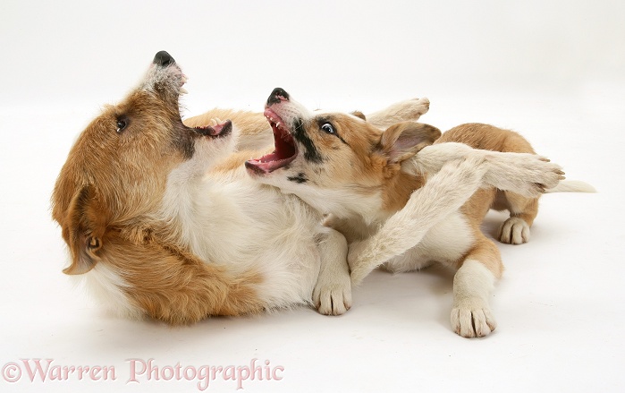 Lurcher, Kipling, and red merle Border Collie pup, Zeb, mouth-fencing, white background