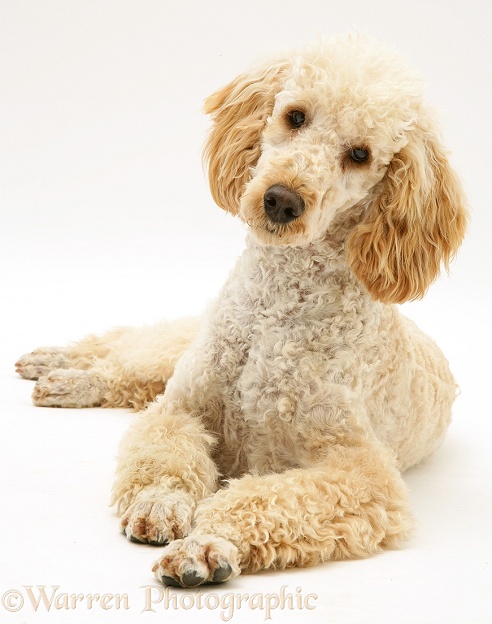 Apricot Poodle, Murphy, white background
