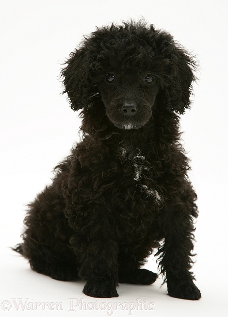 Black Miniature Poodle, white background