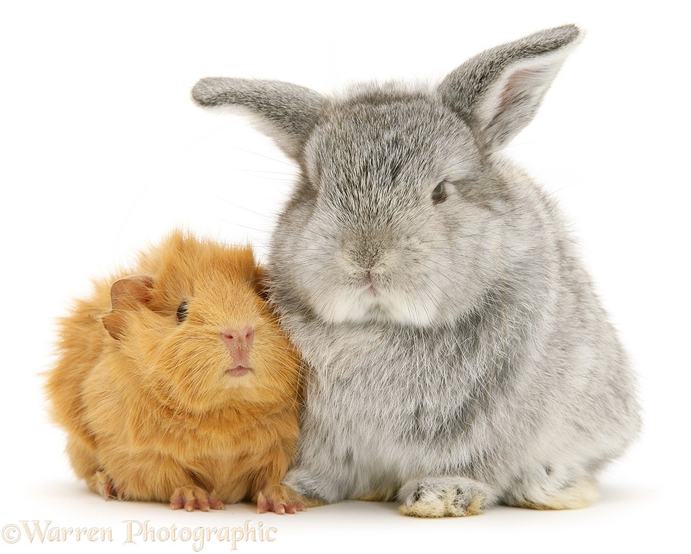 Young red Abyssinian Guinea pig with baby silver Lop rabbit, white background