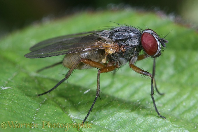 Fly (Fannia fuscula) female - a close relative of the Lesser House Fly (Fannia canicularis)