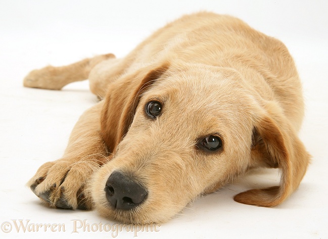 Yellow Labradoodle pup, Maddy, lying chin on floor, white background
