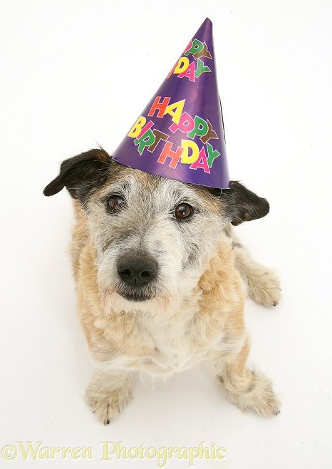 Patterdale x Jack Russell Terrier dog, Jorge, wearing a Happy Birthday hat, white background