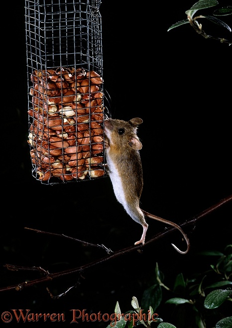 Yellow-necked Mouse (Apodemus flavicollis) reaching for peanut bird feeder at night.  Europe & Asia
